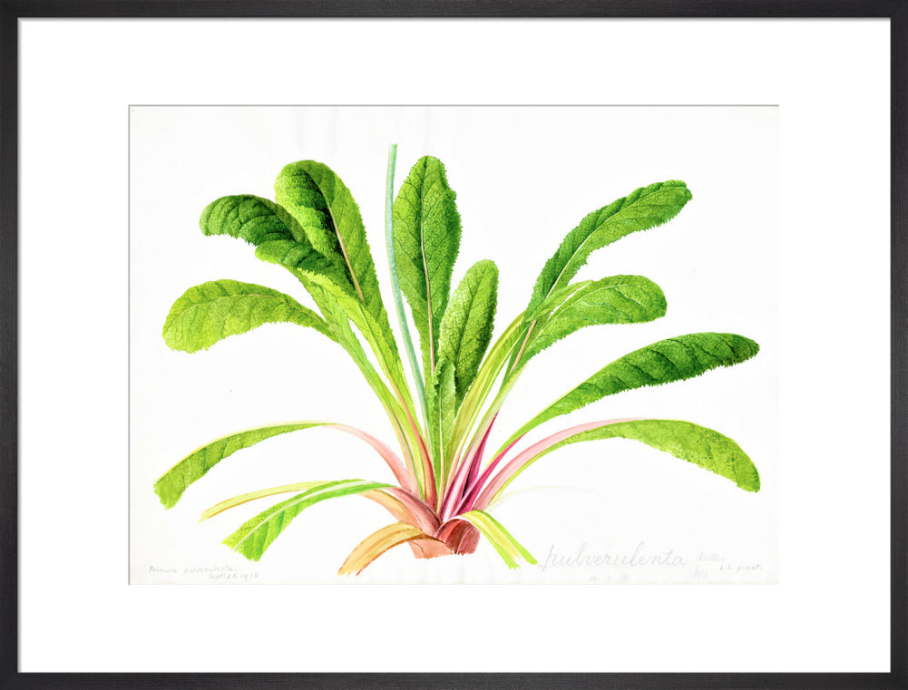 Primula pulverulenta by Lillian Snelling