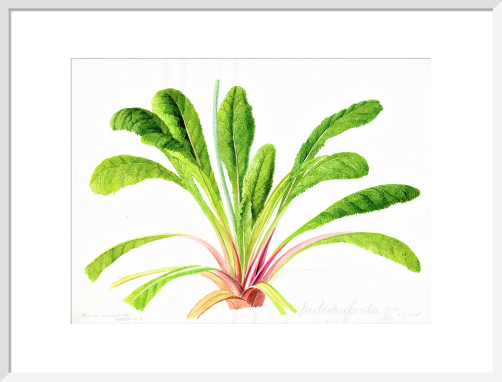 Primula pulverulenta by Lillian Snelling