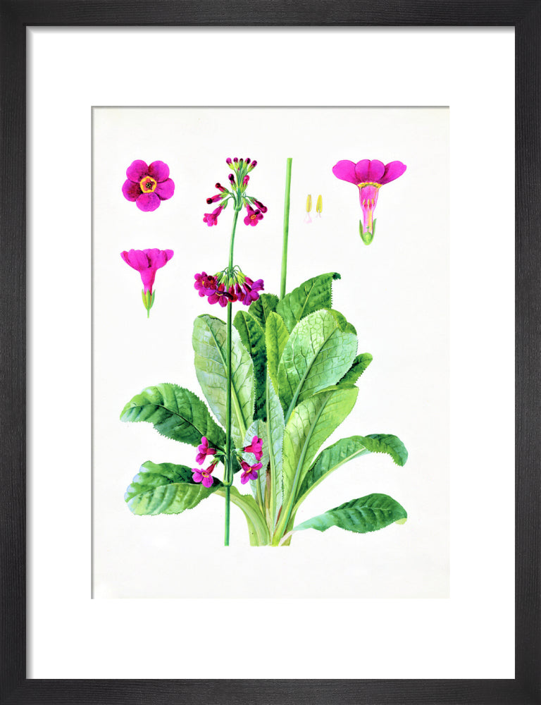 Primula wilsonii by Lillian Snelling