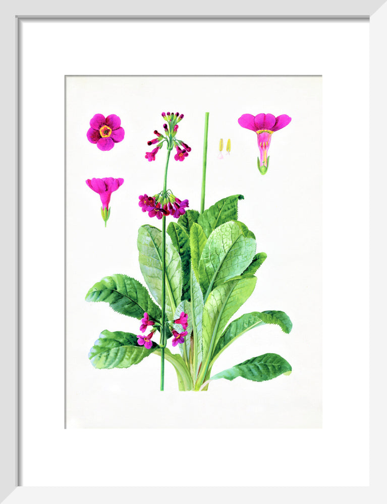 Primula wilsonii by Lillian Snelling