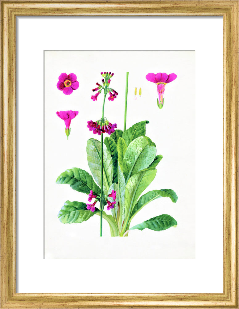 Primula wilsonii by Lillian Snelling