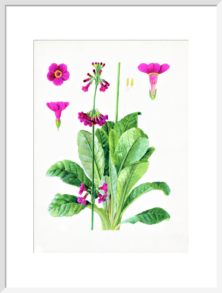 Primula wilsonii by Lillian Snelling