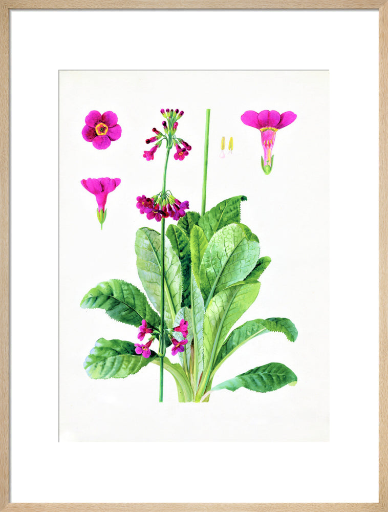 Primula wilsonii by Lillian Snelling