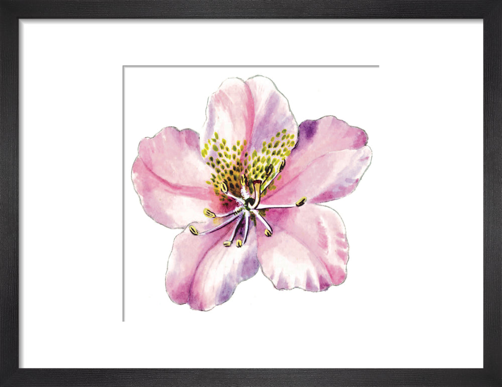 Rhododendron brachycarpum by Lillian Snelling