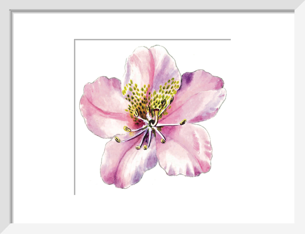 Rhododendron brachycarpum by Lillian Snelling