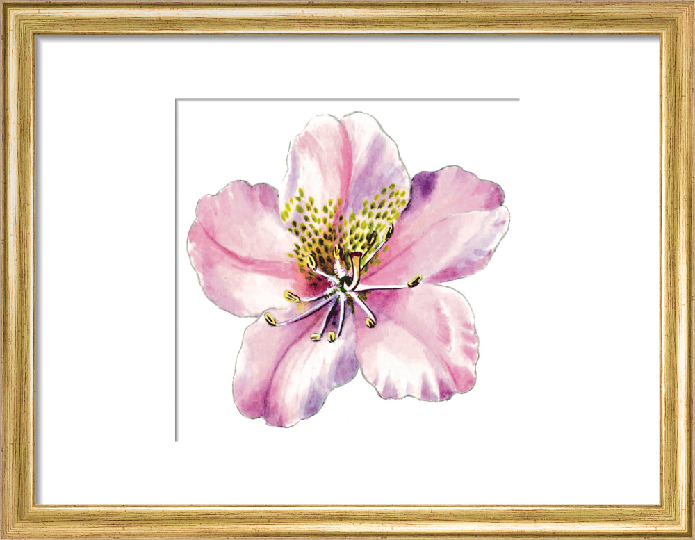 Rhododendron brachycarpum by Lillian Snelling