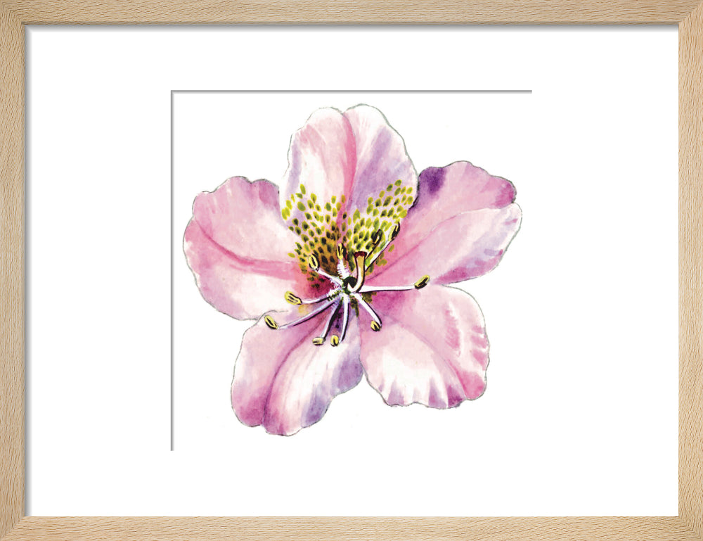 Rhododendron brachycarpum by Lillian Snelling
