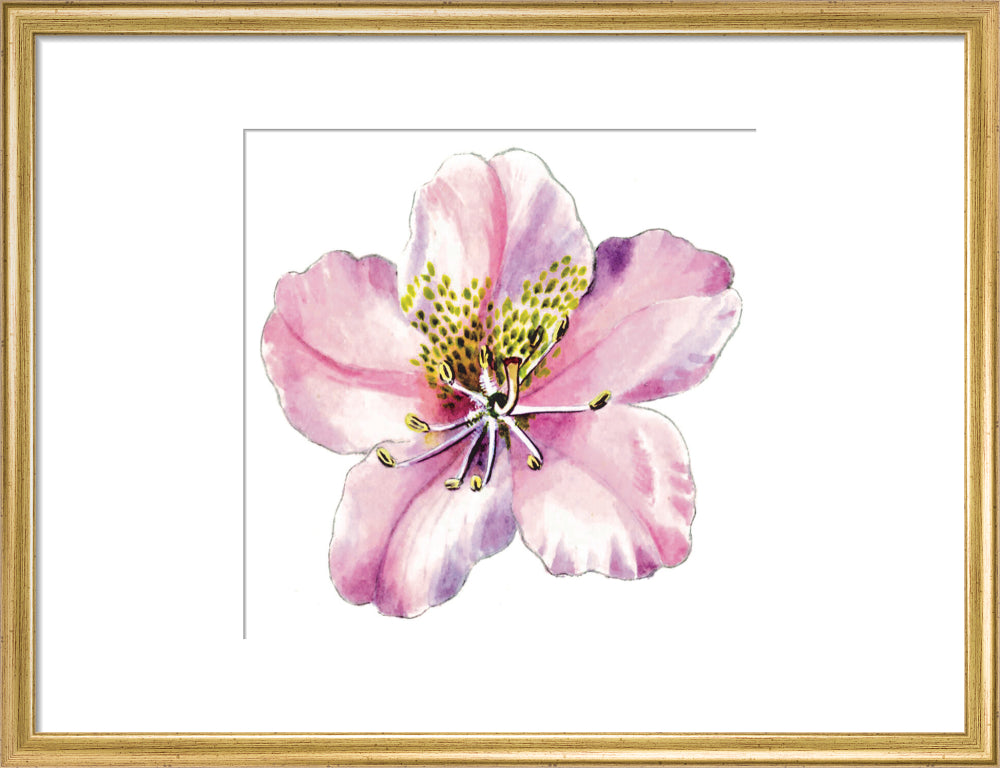 Rhododendron brachycarpum by Lillian Snelling