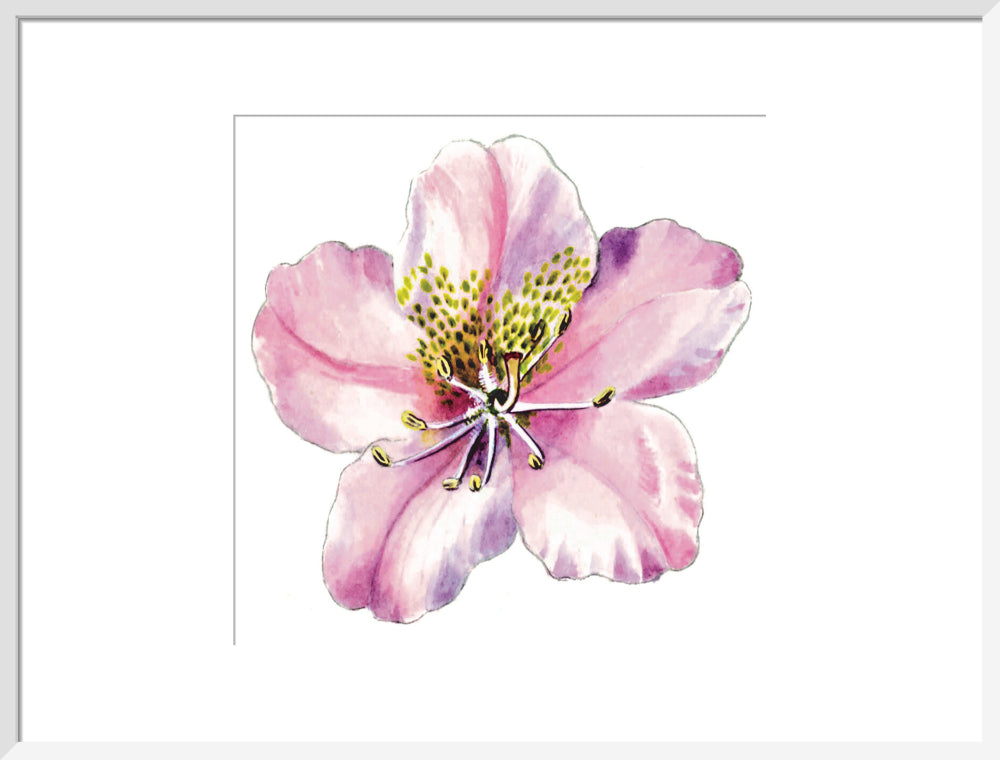 Rhododendron brachycarpum by Lillian Snelling
