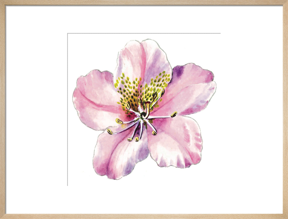 Rhododendron brachycarpum by Lillian Snelling