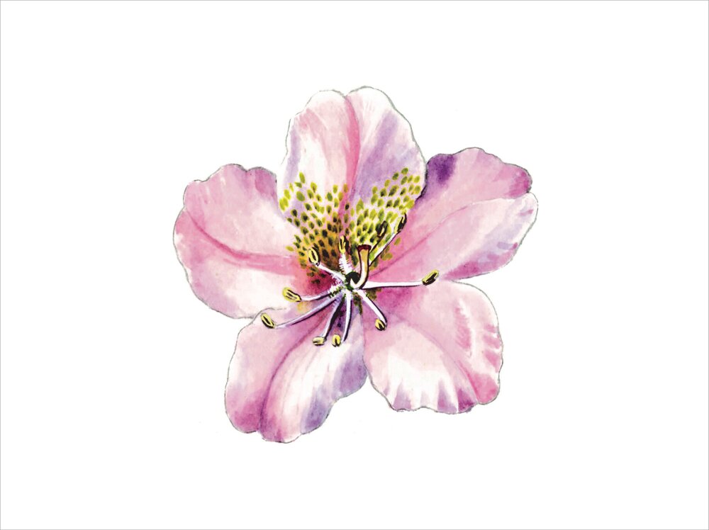 Rhododendron brachycarpum by Lillian Snelling