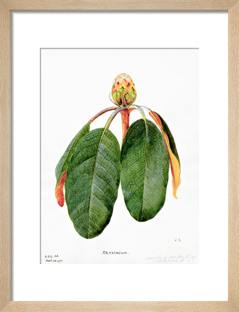 Rhododendron Falconeri by Lillian Snelling