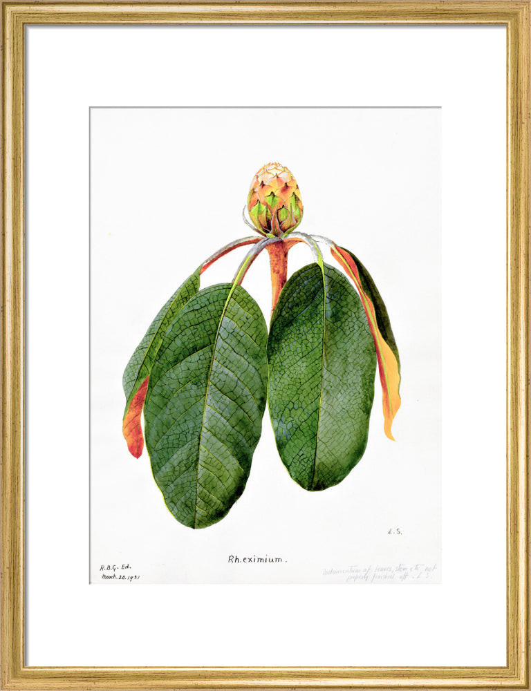 Rhododendron Falconeri by Lillian Snelling