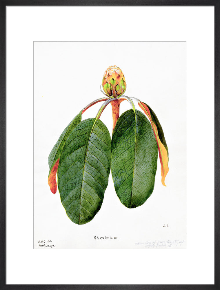 Rhododendron Falconeri by Lillian Snelling