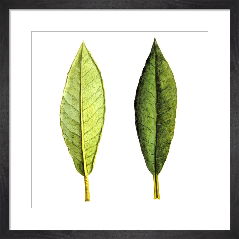 Rhododendron Foliage by Lillian Snelling