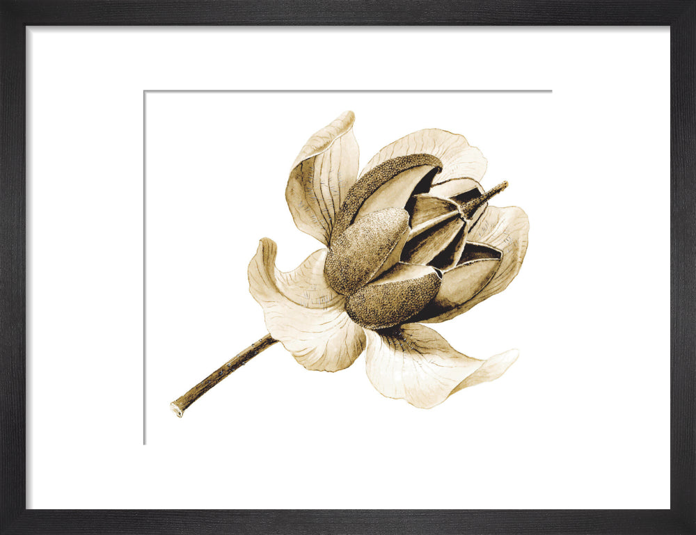 Rhododendron nuttallii by Lillian Snelling
