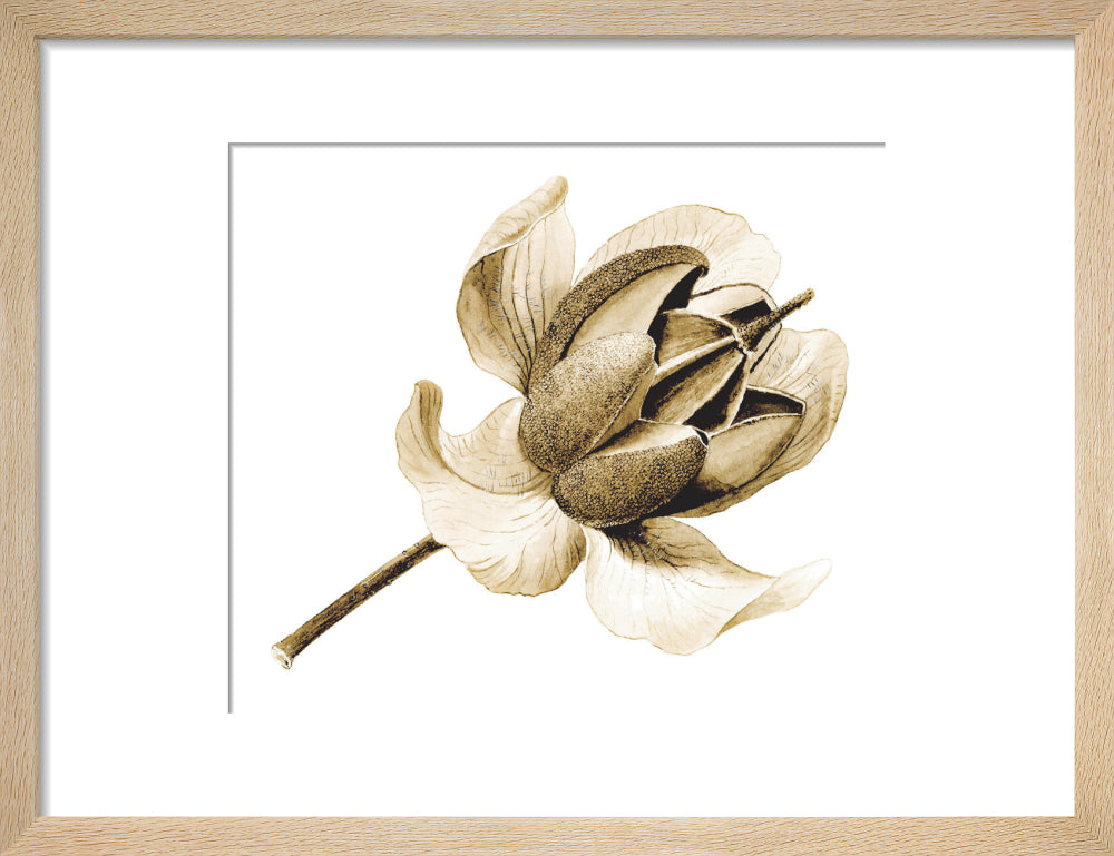 Rhododendron nuttallii by Lillian Snelling