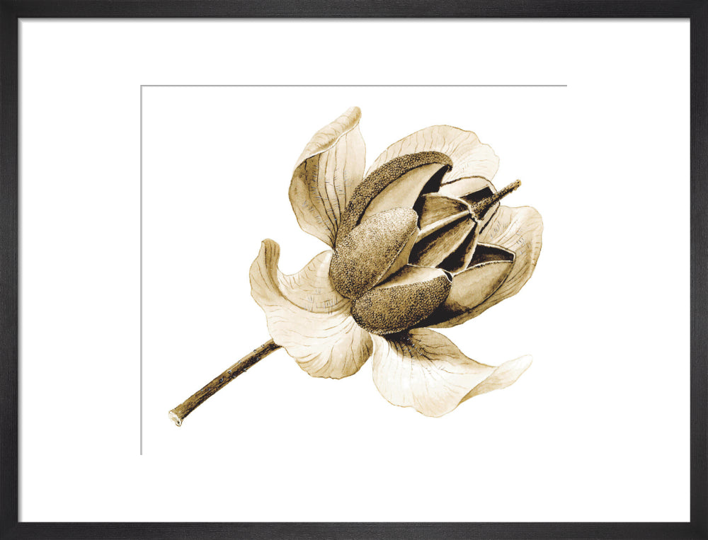 Rhododendron nuttallii by Lillian Snelling