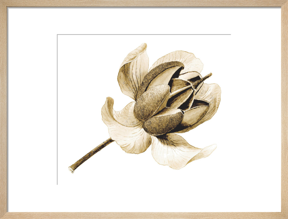 Rhododendron nuttallii by Lillian Snelling