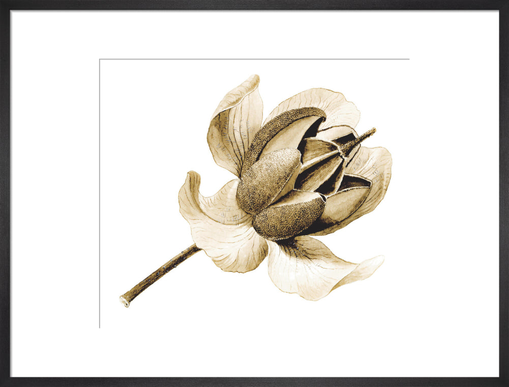 Rhododendron nuttallii by Lillian Snelling