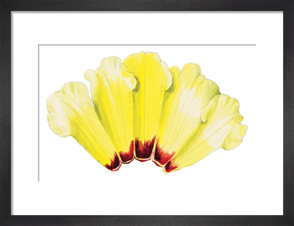 Rhododendron wightii by Lillian Snelling