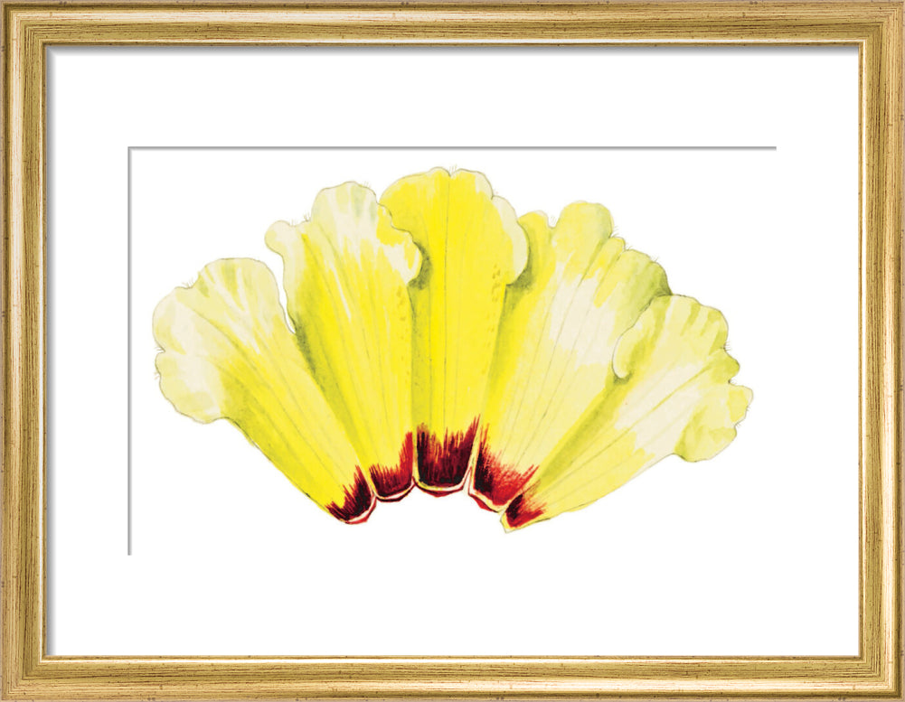 Rhododendron wightii by Lillian Snelling