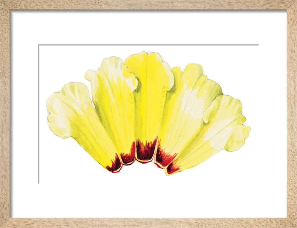 Rhododendron wightii by Lillian Snelling