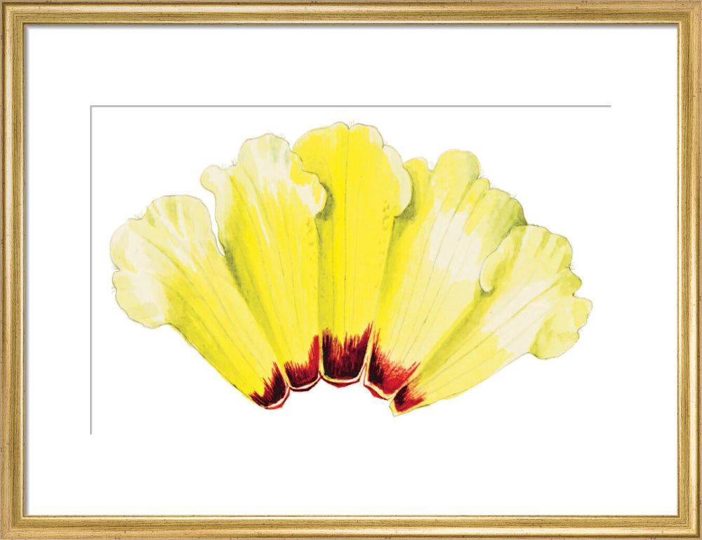 Rhododendron wightii by Lillian Snelling
