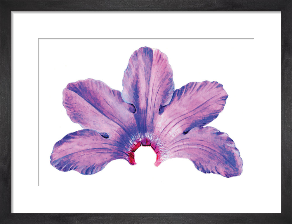 Rhododendron by Lillian Snelling