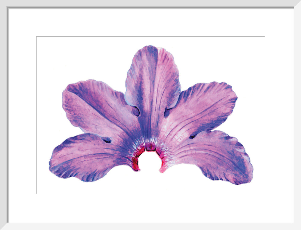 Rhododendron by Lillian Snelling