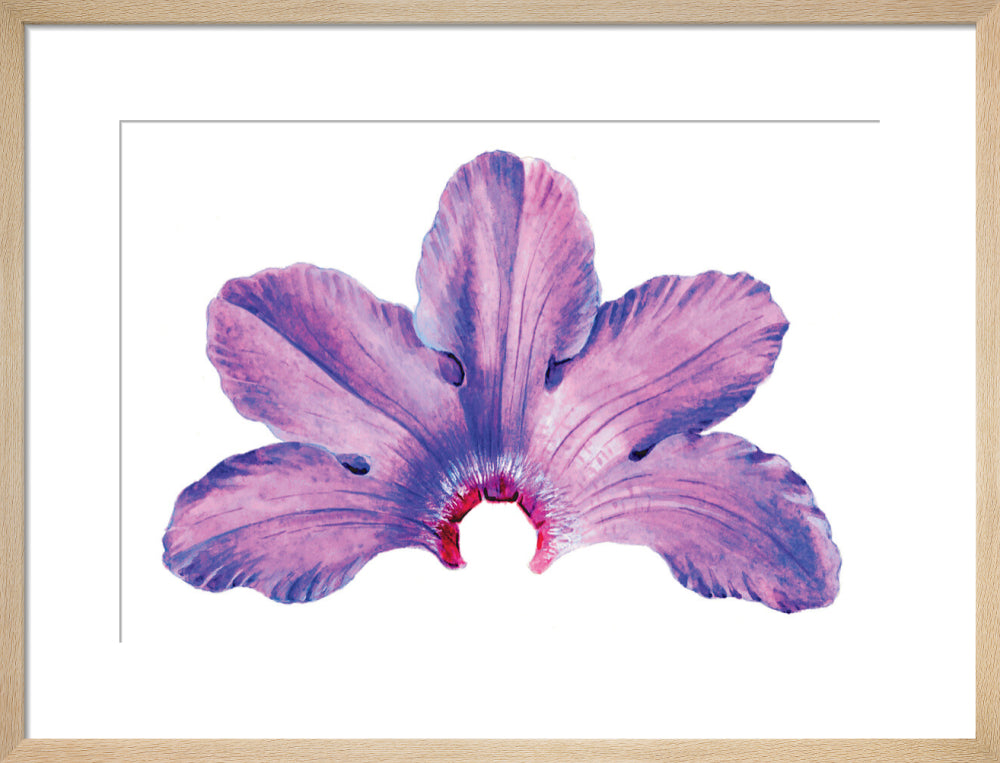 Rhododendron by Lillian Snelling
