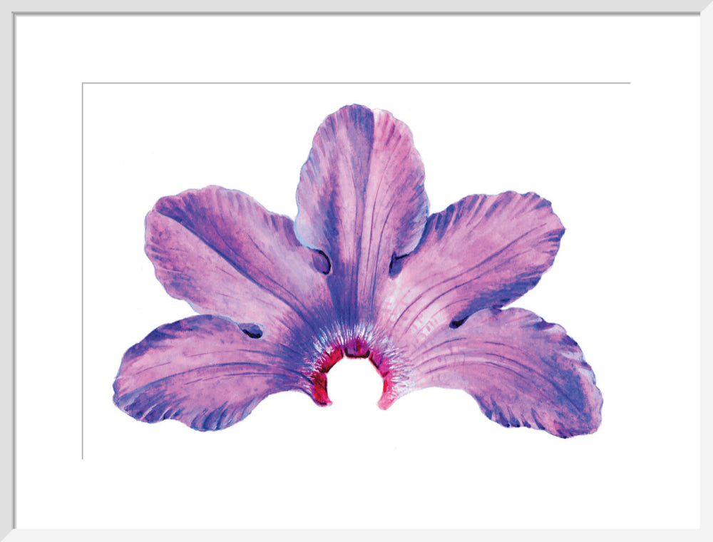 Rhododendron by Lillian Snelling