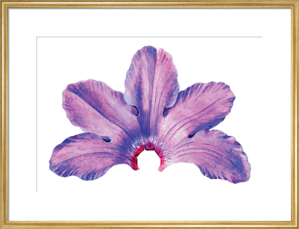 Rhododendron by Lillian Snelling