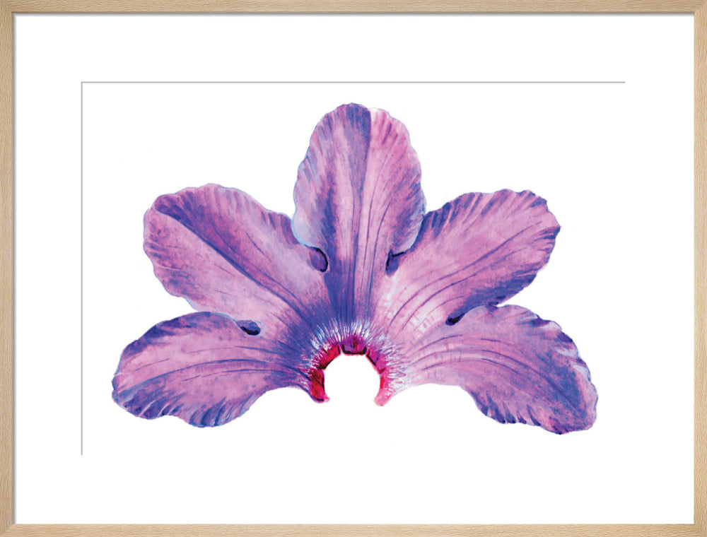 Rhododendron by Lillian Snelling