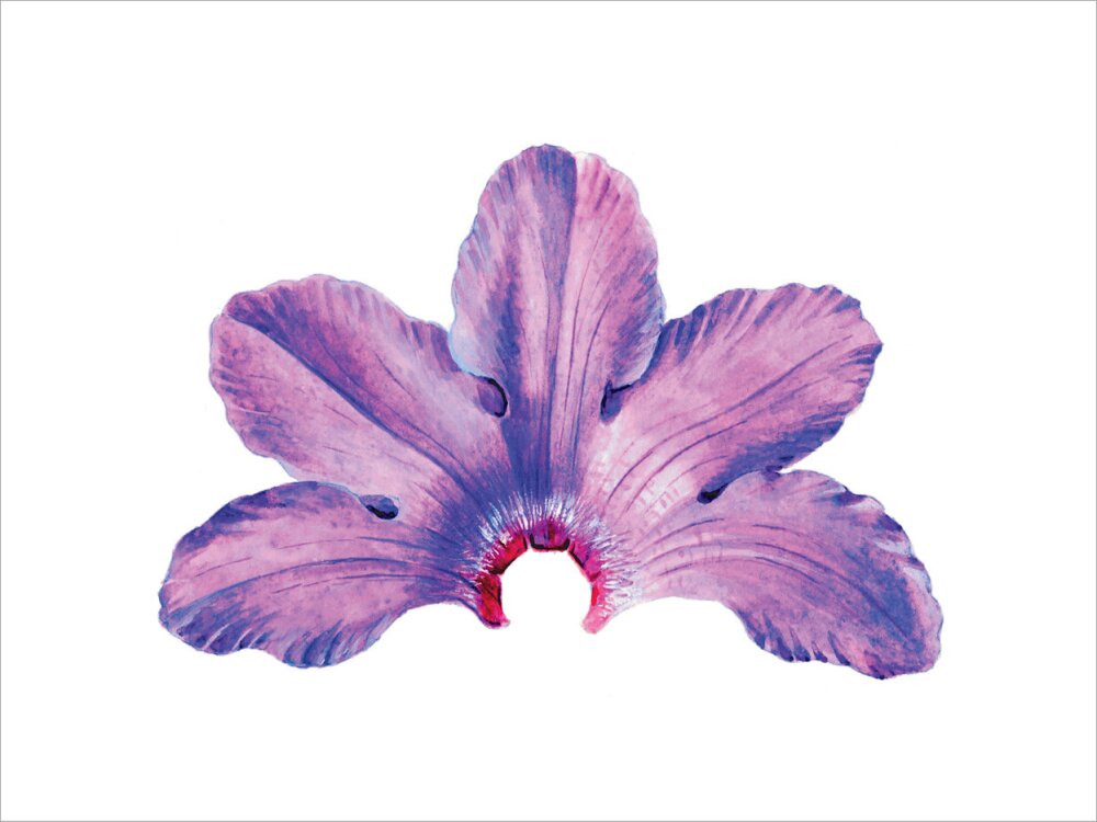 Rhododendron by Lillian Snelling