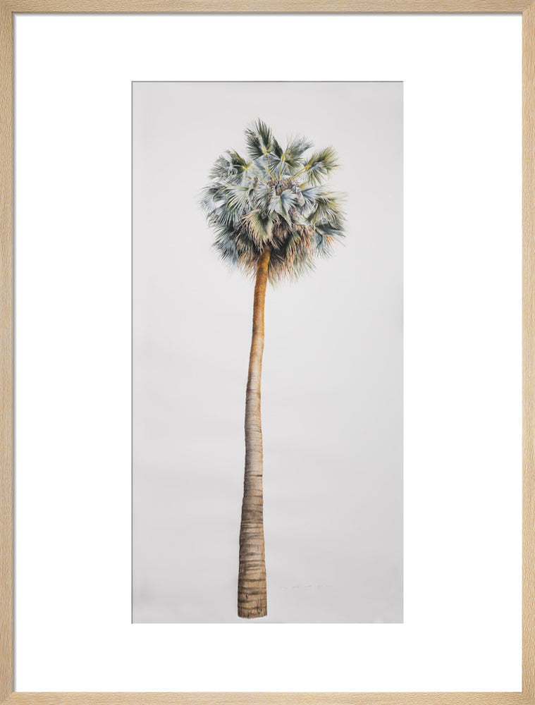Sabal Mexicana - Whole Tree