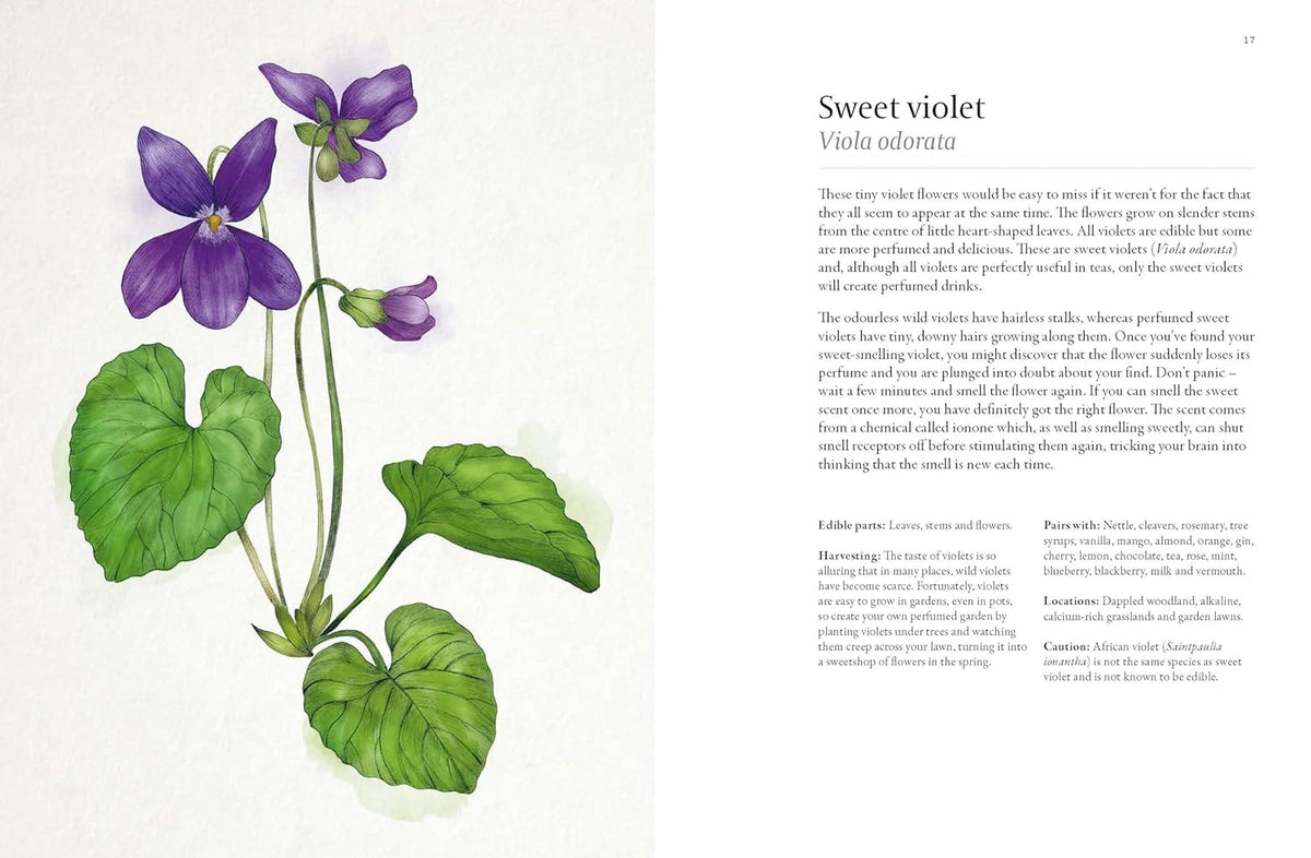 Forager's Guide to Wild Drinks