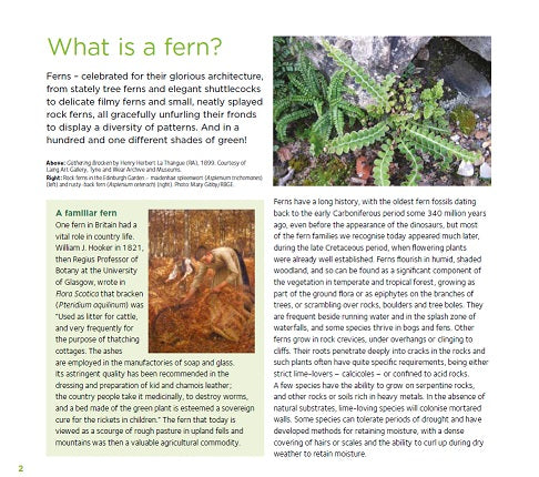 Sample page - What is a fern?