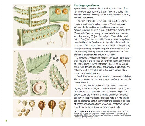Sample page - The language of ferns