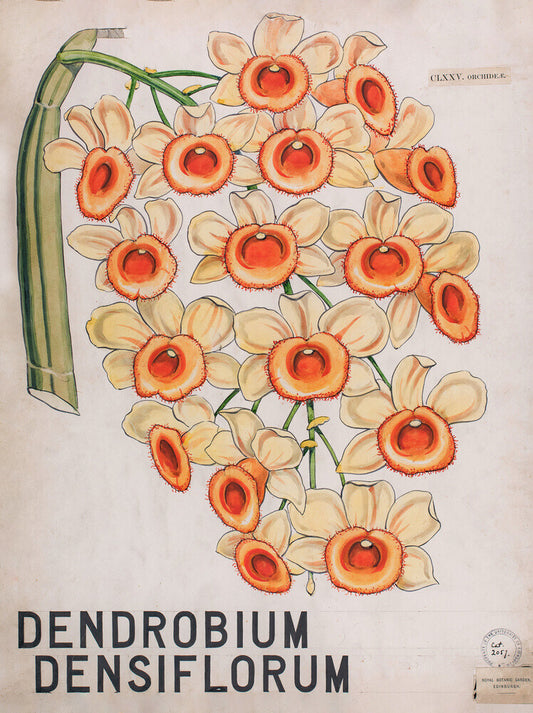 Dendrobium Densiflorum