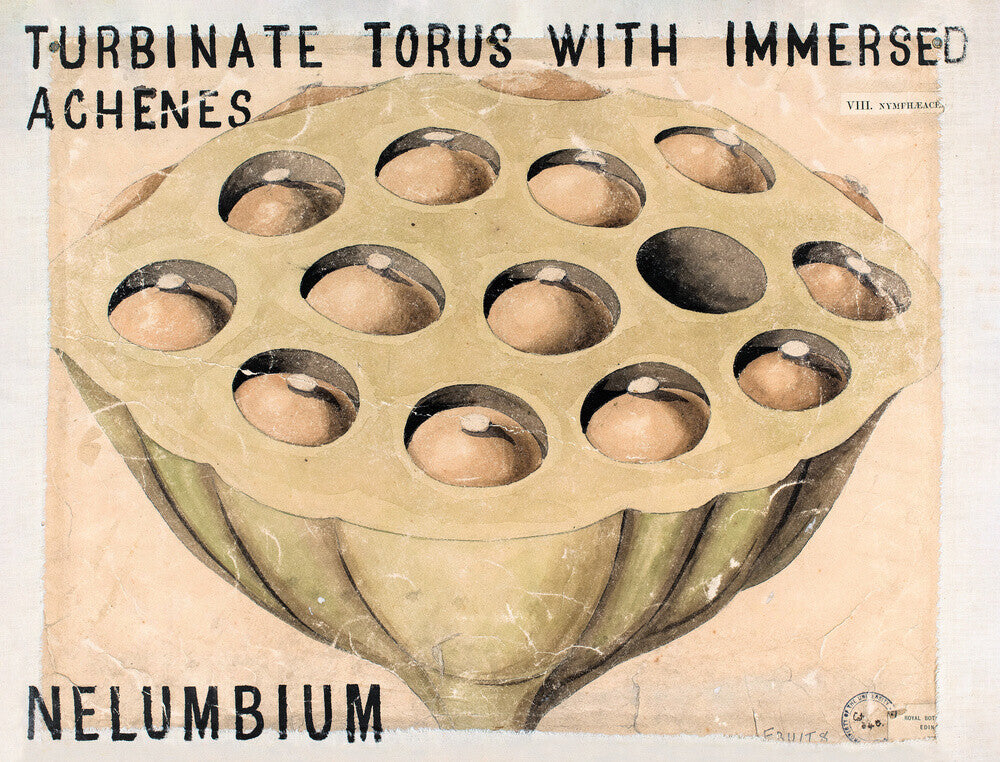 Nelumbium from John Hutton Balfour Teaching Diagram Collection