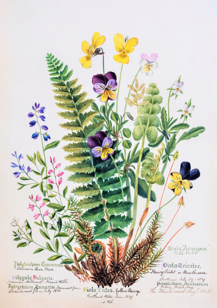 Violet &amp; Pansy by Charlotte Cowan Pearson