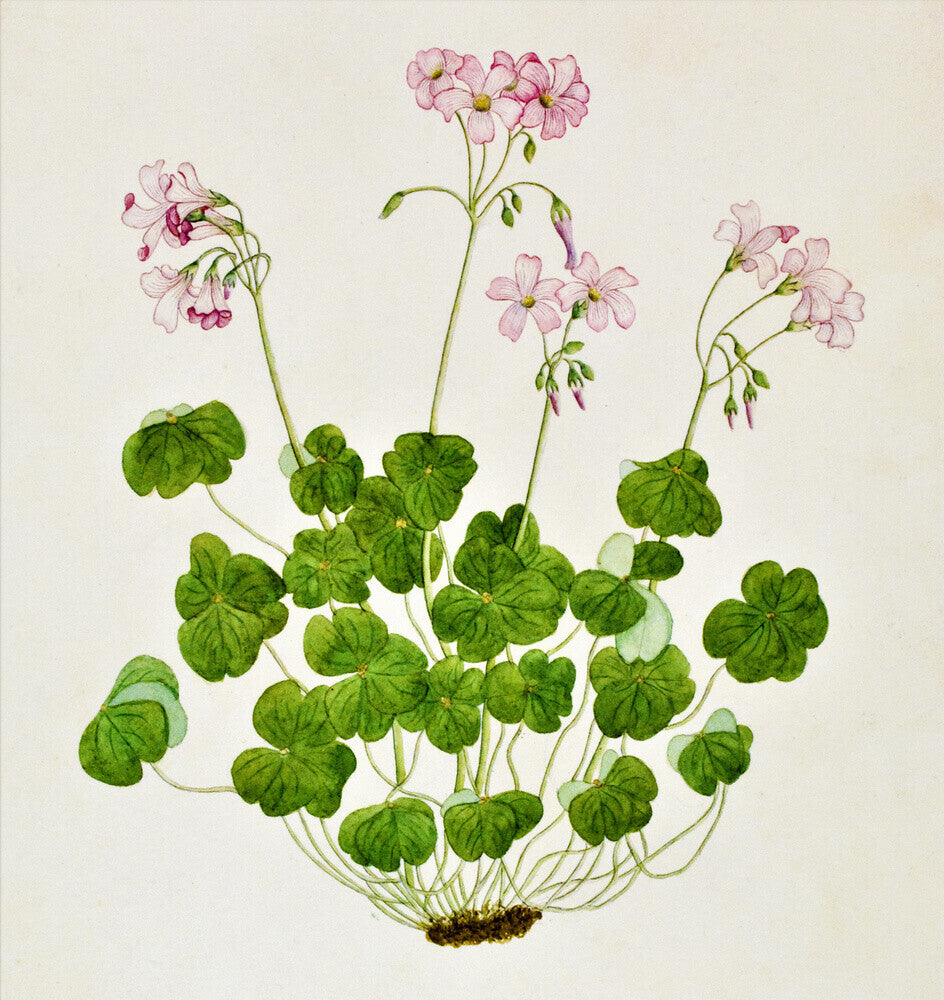 Oxalis Corymbosa - The Dapuri Collection