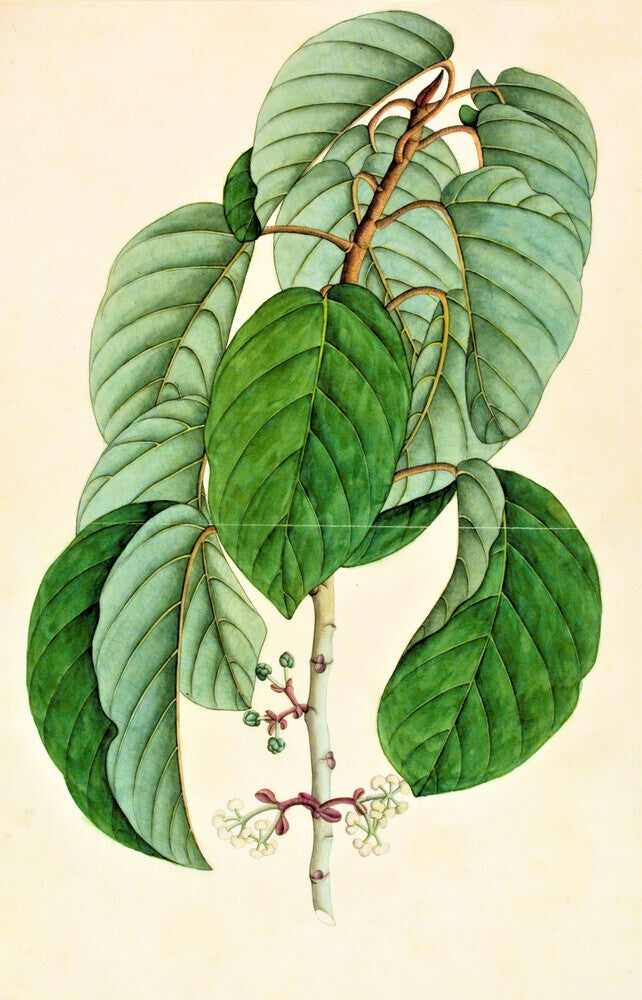 Poikilospermum Suaveolens - The Dapuri Collection