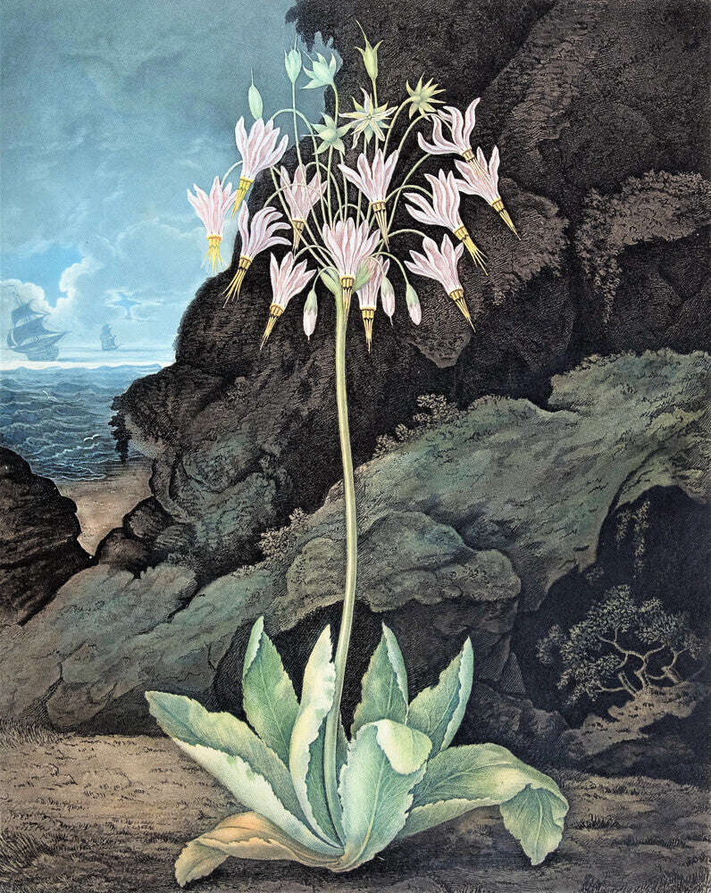 The American Cowslip by Robert John Thornton