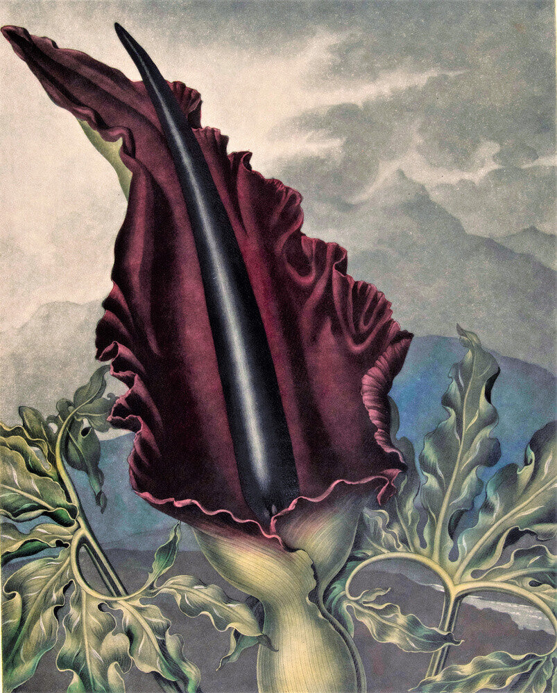 The Dragon Arum by Robert John Thornton