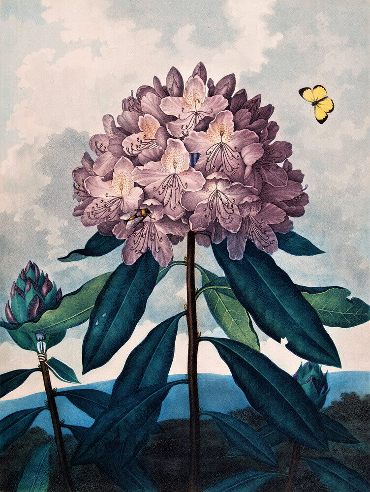 The Pontic Rhododendron by Robert John Thornton