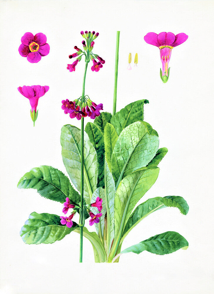 Primula wilsonii by Lillian Snelling