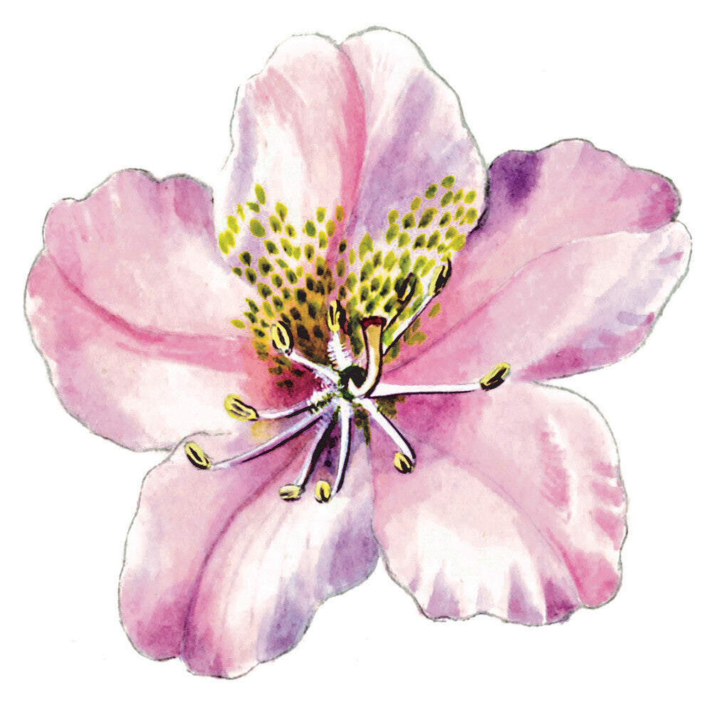 Rhododendron brachycarpum by Lillian Snelling