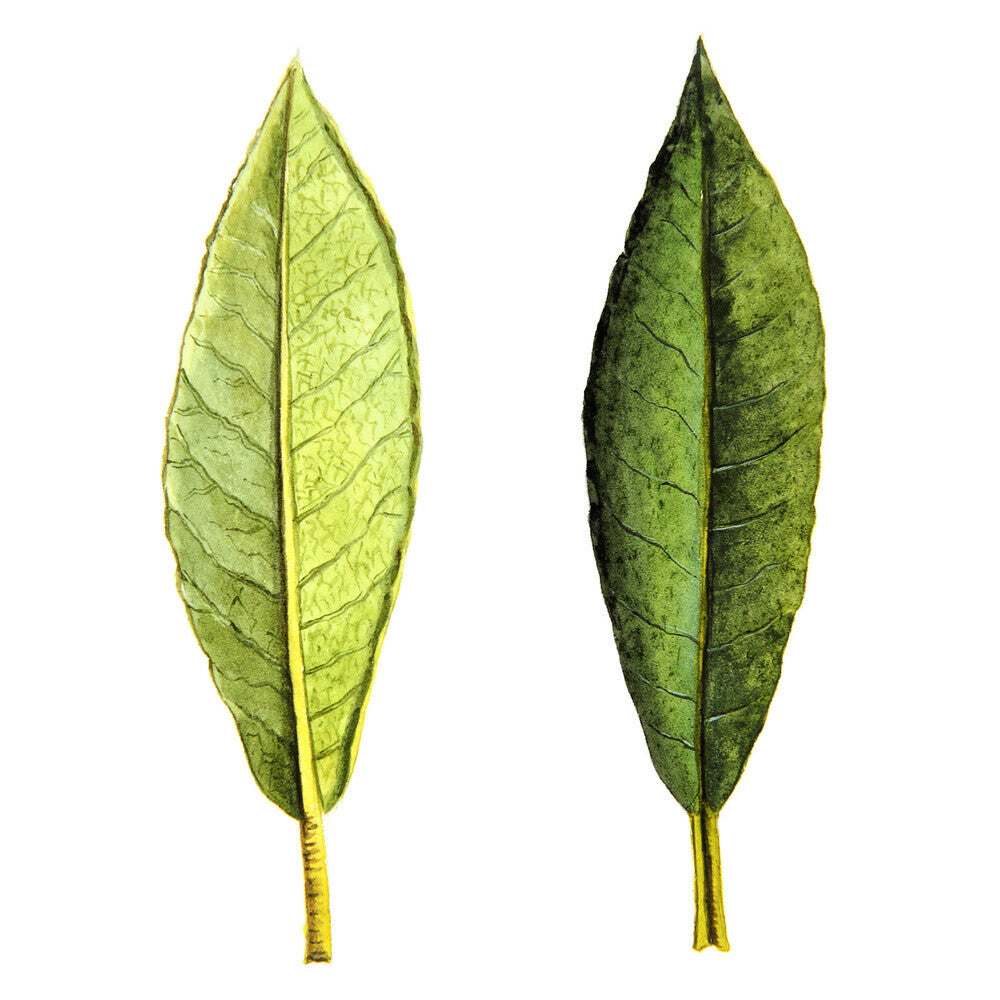 Rhododendron Foliage by Lillian Snelling